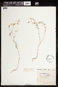 Euphorbia missurica image