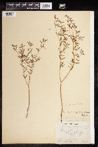 Euphorbia missurica image