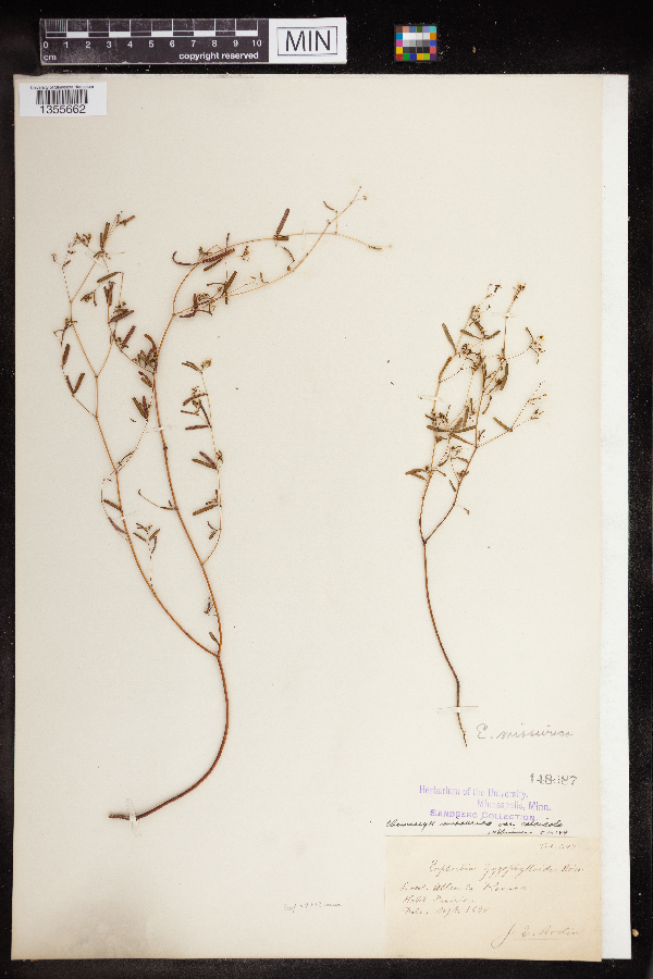 Euphorbia missurica var. calcicola image