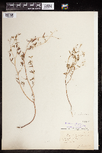 Euphorbia missurica image
