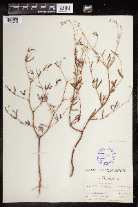 Euphorbia missurica image
