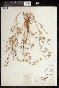 Euphorbia missurica image