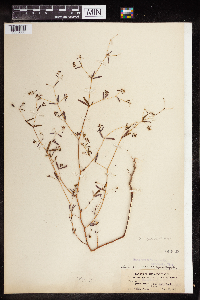 Euphorbia missurica image