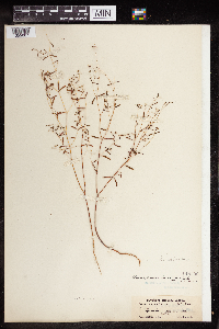 Euphorbia missurica image