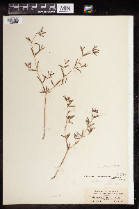 Euphorbia missurica image