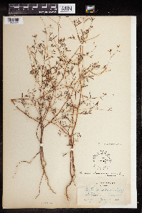 Euphorbia missurica image