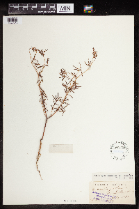 Euphorbia missurica image