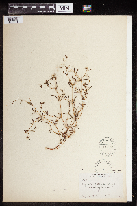 Euphorbia missurica image