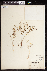 Euphorbia missurica image