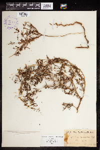Euphorbia missurica image