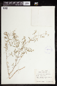 Euphorbia missurica image