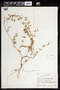 Euphorbia missurica image