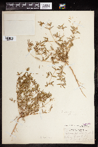 thumbnail image of current specimen