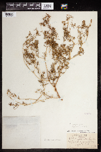 thumbnail image of current specimen