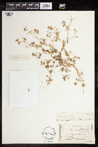 Euphorbia missurica image
