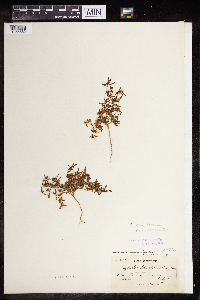 Euphorbia missurica image