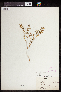 Euphorbia missurica image