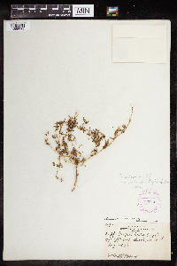 Euphorbia missurica image