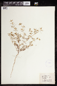 Euphorbia missurica image