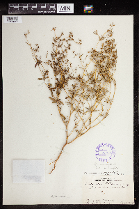 Euphorbia missurica image