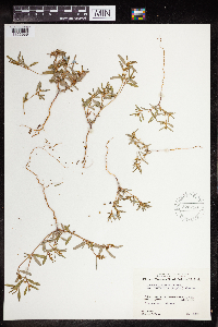 Euphorbia missurica image
