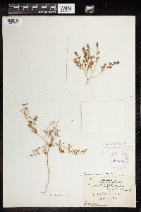 Euphorbia missurica image