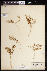 Euphorbia missurica image