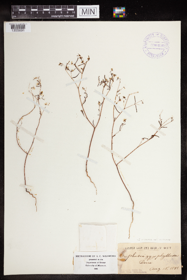 Euphorbia missurica var. missurica image