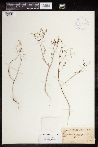 thumbnail image of current specimen