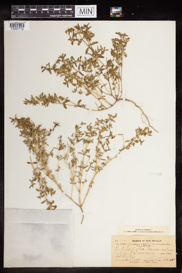 Euphorbia neomexicana image