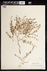 Euphorbia neomexicana image