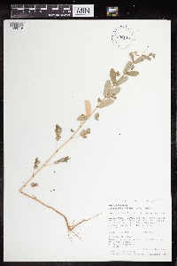 Euphorbia nutans image