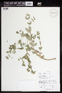 Euphorbia nutans image