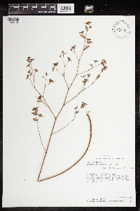 Euphorbia nutans image