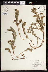 Euphorbia nutans image