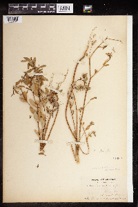 Euphorbia nutans image