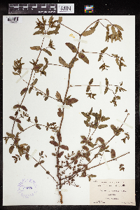 Euphorbia nutans image