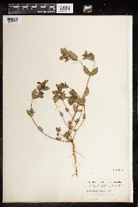 Euphorbia nutans image