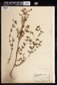 Euphorbia nutans image