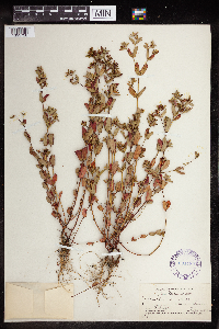 Euphorbia nutans image