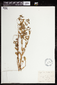 Euphorbia nutans image