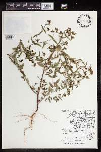 Euphorbia nutans image