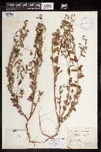 Euphorbia nutans image