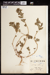 Euphorbia nutans image