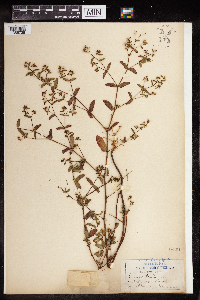 Euphorbia nutans image
