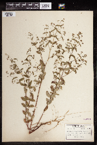 Euphorbia nutans image