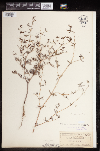 Euphorbia missurica image