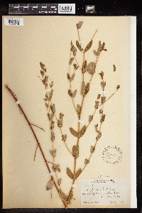 Thumbnail image of current specimen