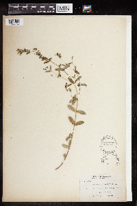 Thumbnail image of current specimen