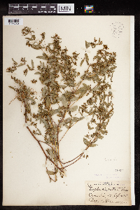 Euphorbia nutans image